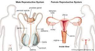 learn more about reproductive system